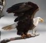 Фотография Eaglew